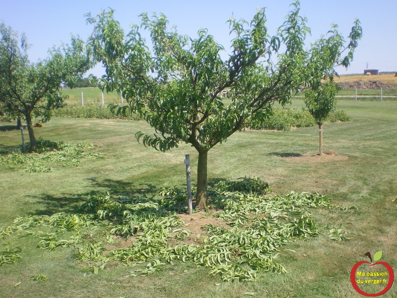 Achat d arbres fruitiers adultes will not Advise Achat d arbres fruitiers adultes commit error