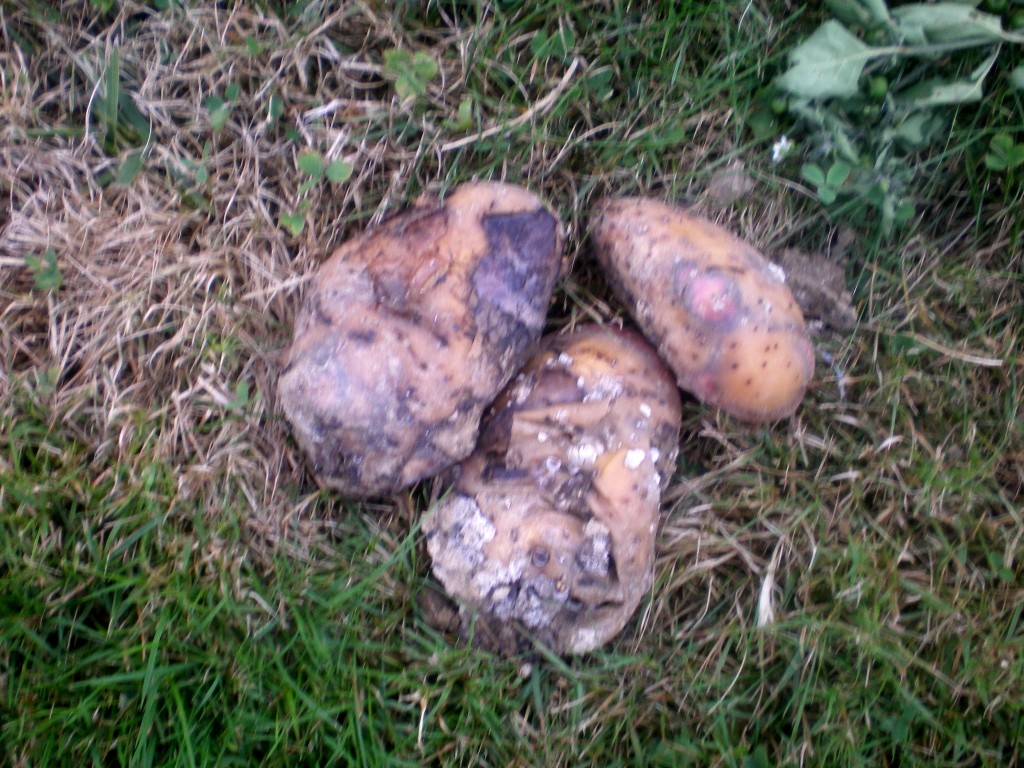 Arracheuse de pommes de terre Ma passion du verger