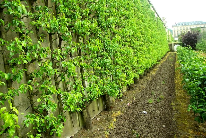 comment planter vigne contre un mur