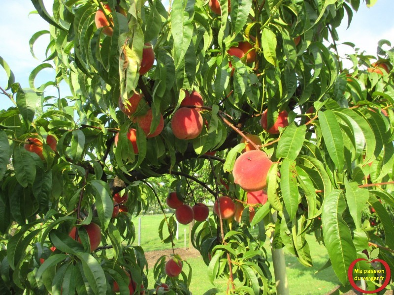 Faire Du Nectar De P Che Et Nectarine Ma Passion Du Verger