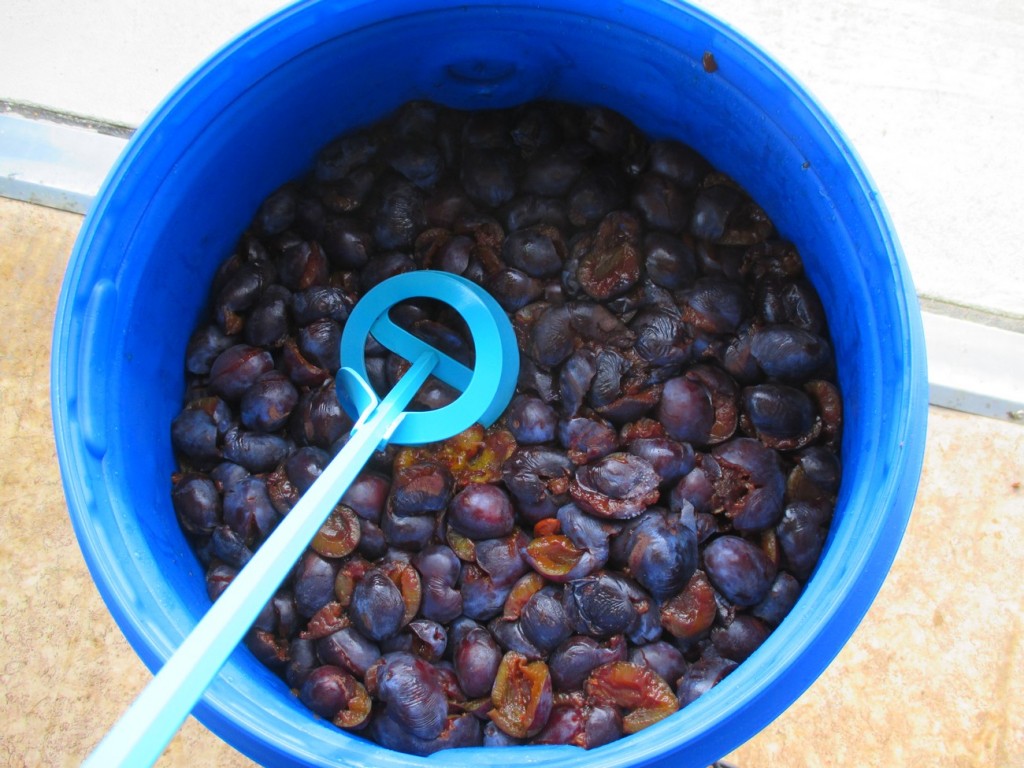 La mise en fût des quetsches et prunes Ma passion du verger