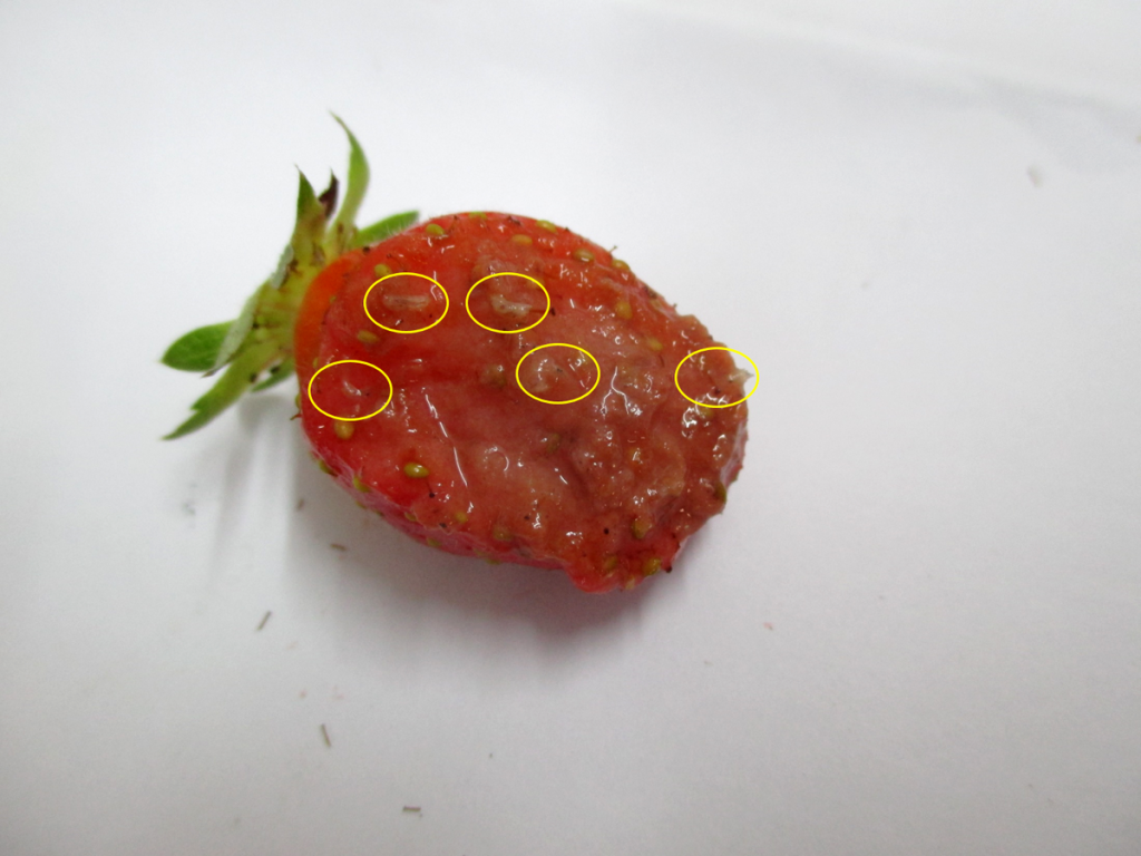 stolons des fraisiers