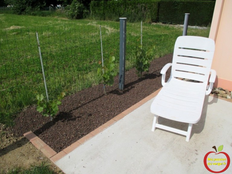 Construire Une Treille Pour La Vigne Ma Passion Du Verger