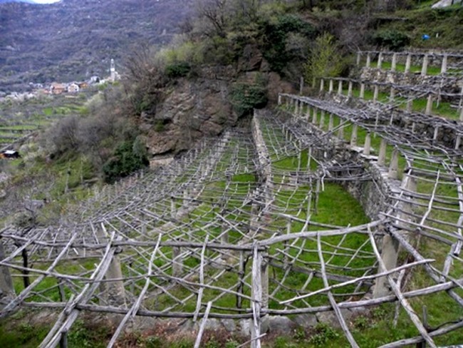 Construire Une Treille Pour La Vigne Ma Passion Du Verger