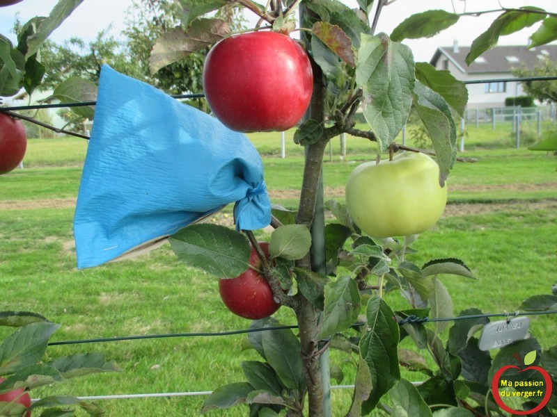 Lensachage Pour La Protection Des Fruits Ma Passion Du Verger