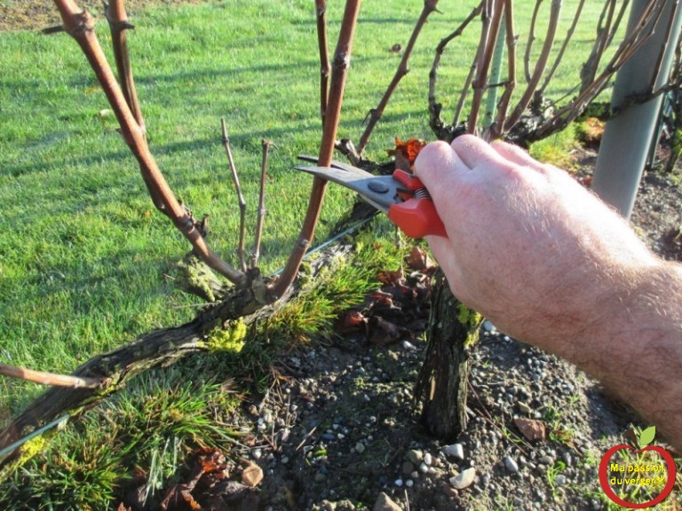 Le bouturage de la vigne Ma passion du verger Le bouturage de la vigne Ma passion du verger