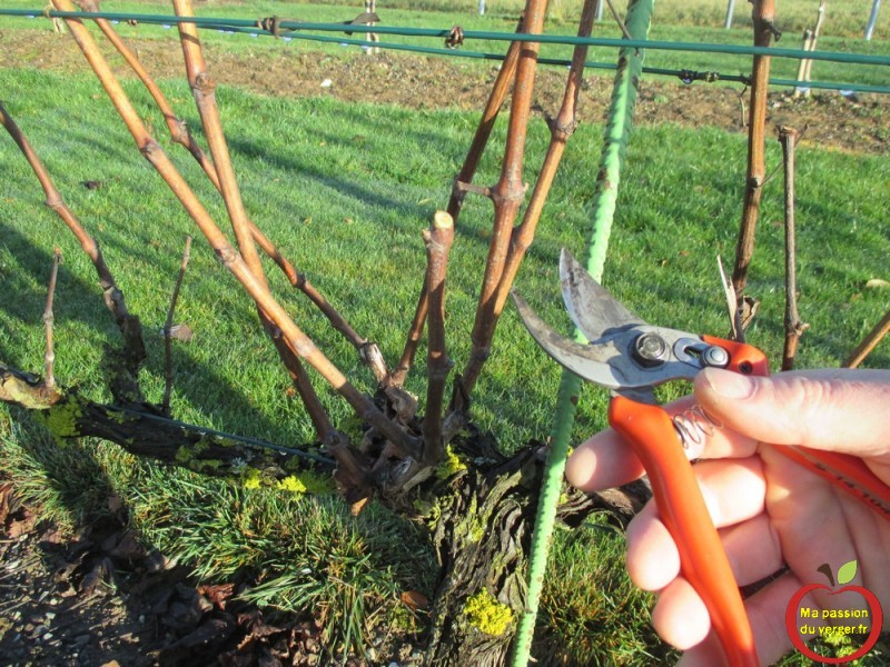 Le bouturage de la vigne Ma passion du verger Le bouturage de la vigne Ma passion du verger