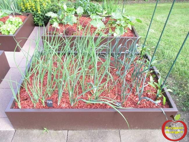 Le Basilic Repousse T Il L Année Suivante Réaliser un potager en carré, façon permaculture | Ma passion du verger
