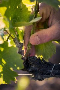 La Taille En Vert Ou D T De La Vigne Ma Passion Du Verger