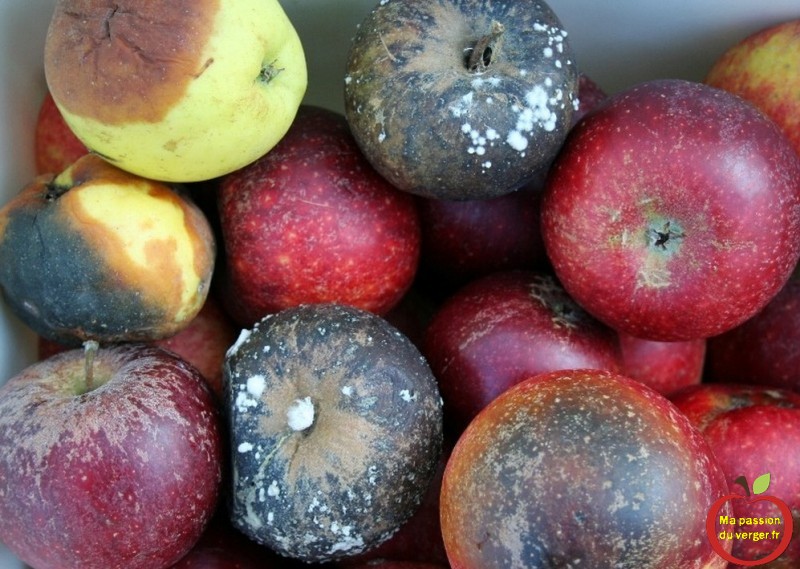 Contrôle des fruits au fruitier pour enlever les pommes pourries