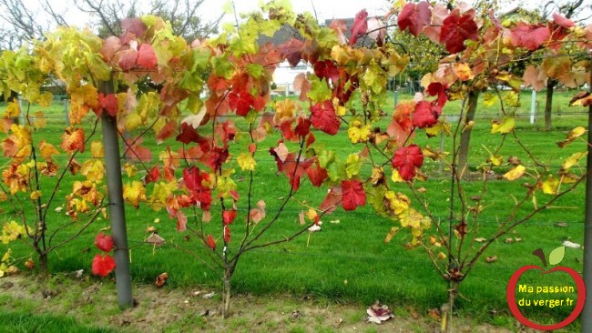 Belles couleurs d’automne des vignes.