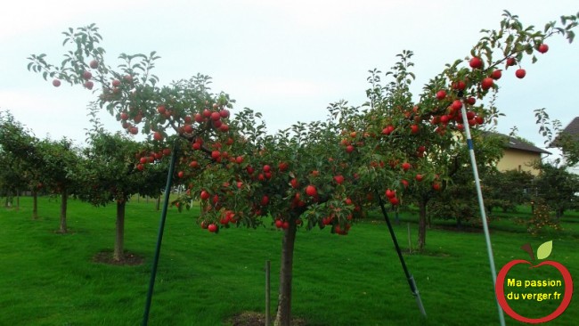  étayer une branche de pommier- comment étayer un arbre fruitier- comment soutenir une branche
