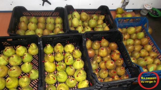 comment stocker les poires en hiver pour la conservation des fruits.