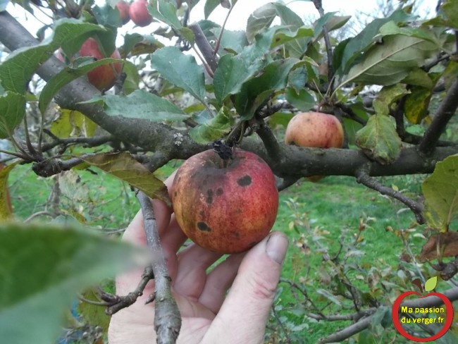 tavelure sur pomme mauvaise conservation des pommes