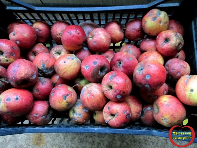Pommes tavelées ne se conservent pas au fruitier. 
