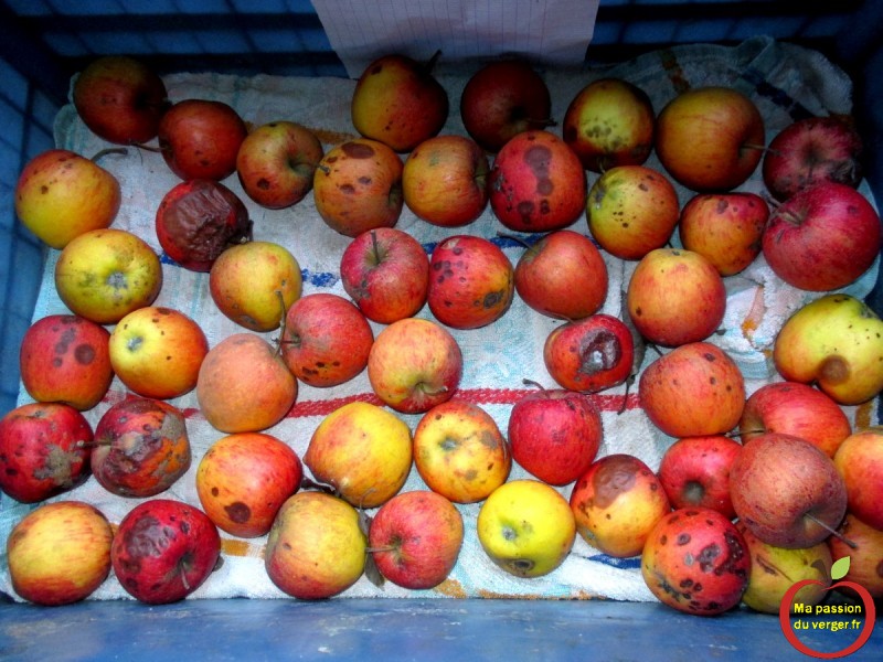 maladie de concervation pomme mauvaise conservation des pommes