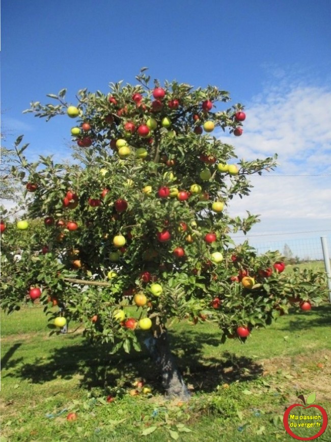 Ces sachets peuvent être utilisés pour le marquage des pommes -Ensachage des fruits- mettre des sachets sur les fruits-