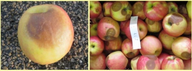 maladies-conservation-pomme-agriculture