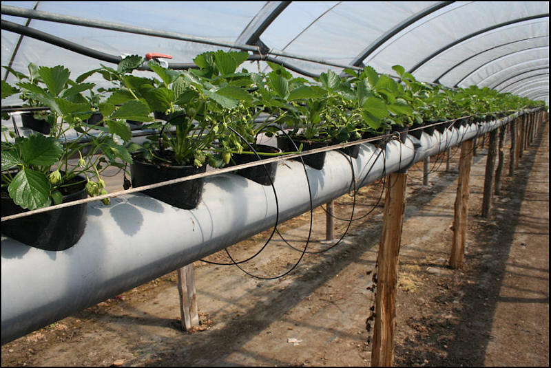 comment planter fraisiers dans tuyaux