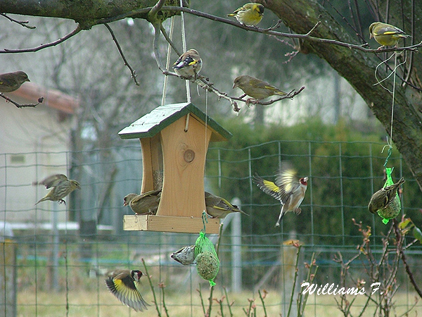 oiseaux-nombreux-mangeoire, il faut nourrir les oiseaux en hiver, s'ils ne trouvent rien à manger.