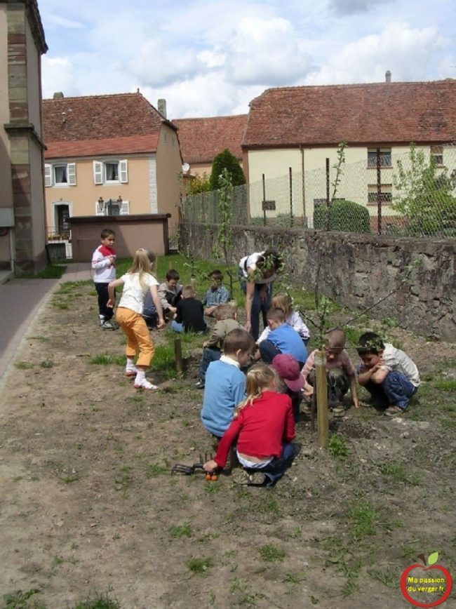 formation arboricole pour les élèves-Plantation d'arbre fuitier à l'école de Rohrbach-les-Bitche- projet un arbre fruitier pour un élève- sensibilisation des élèves au verger école- plantation de fruitiers avec les élèves- Rohrbach-les-Bitche-