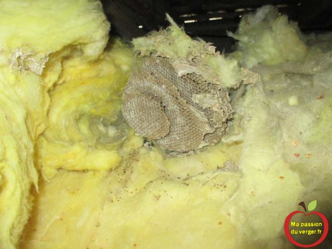 le nid de guepes trouver, dans la laine de verre d'isolation dans le grenier