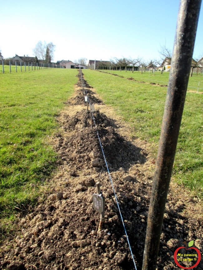 planter des arbres fruitiers en motte- repiquer scions greffés - transplanter scions greffés