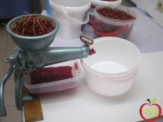 Extraction du jus de groseille, avec le moulin à fruits.