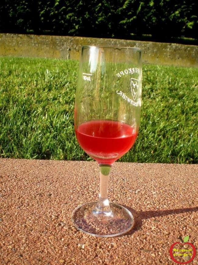 couleur du vin de groseille, après première fermentation- vin de groseille 