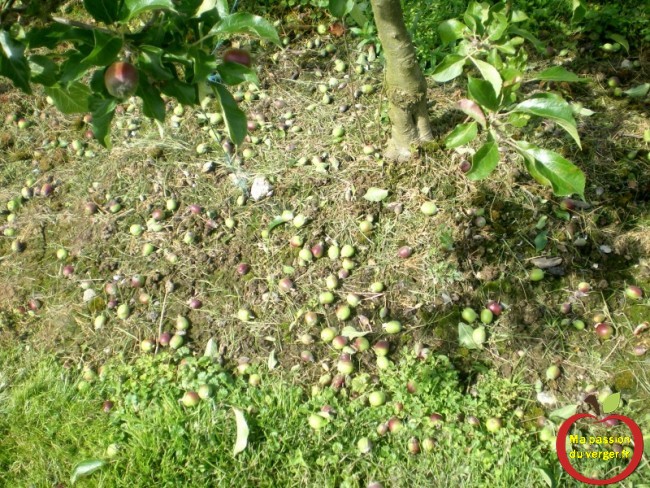 Nombre de pommes enlevées après l'éclaircissage