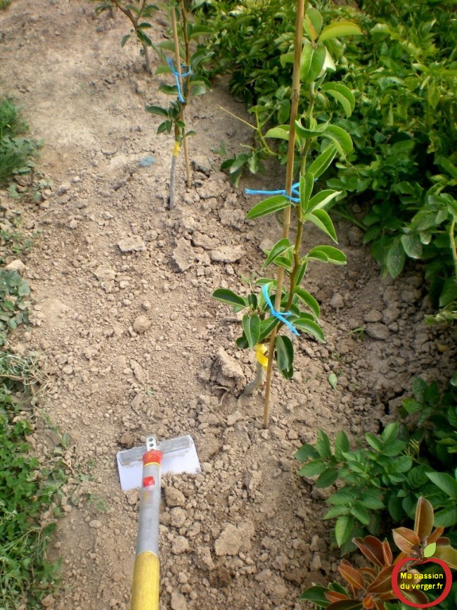 Il faut bien ameublir la couche superficielle du sol, au jeunes fruitiers, car un bon binage vaut deux arrosages.