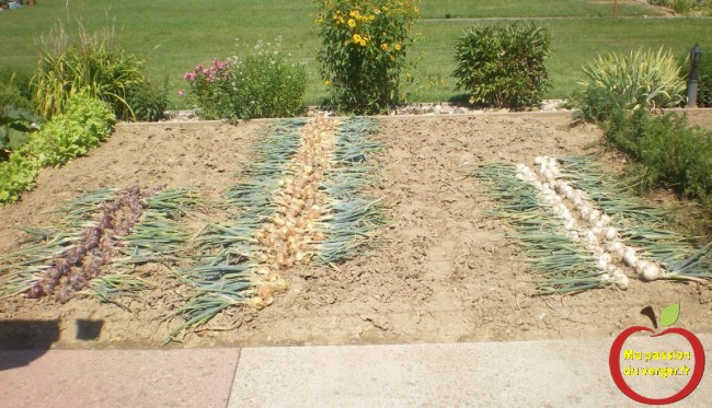 faire sécher les oignons au soleil- comment récolter le oignons- quand récolter les oignons bio-