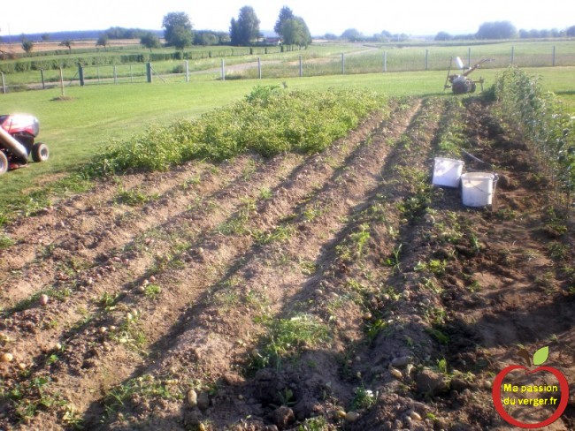 arrachage des tiges et feuilles de pomme de terre