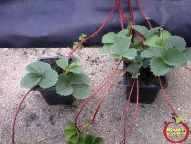 comment réaliser ses plants de fraisiers sur bache- fraire des plants de fraisiers -passion potager