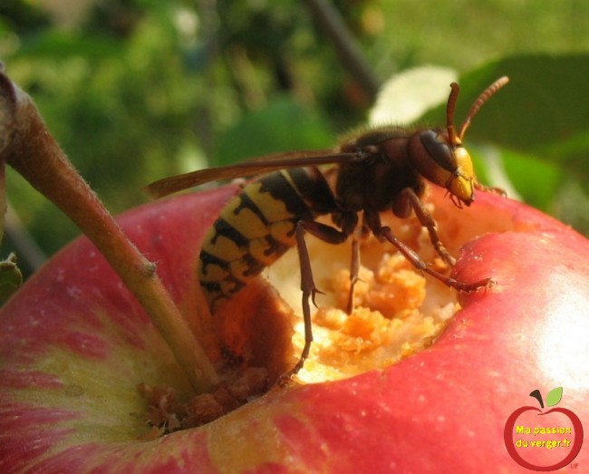 -Hornisse auf apfel- frelon attaque pomme