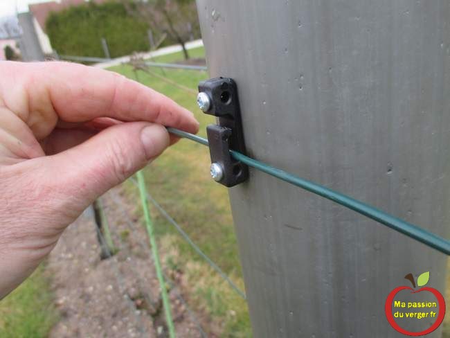 Clipser le fil de palissage dans le drahthalter- fil pour vignoble- Isolateur pour cloture électrique- isolateur pour parc pas cher- isolateur électrique vaches- 