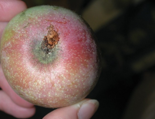 Entrée d’une larve de carpocapse dans une jeune pomme.
