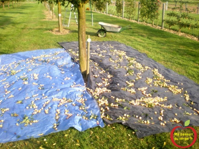 Secouage des mirabelles sur une bâche - récolte des mirabelles - comment récolter les mirabelles