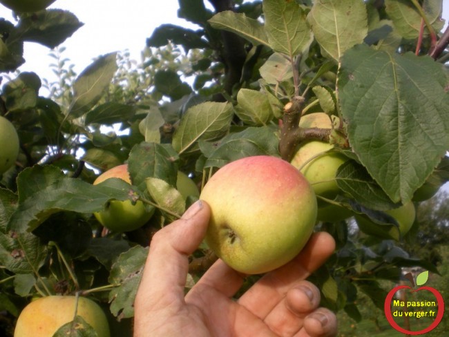 Prélever plusieurs variétés de pommes, presque à maturité approximative dans l’arbre, en haut et en bas, pour que le test à iode, soit significatif.