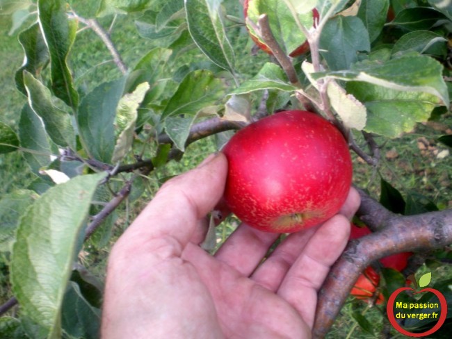 Prélever plusieurs pommes dans l’arbre, en haut et en bas, pour que le test à iode, soit significatif.