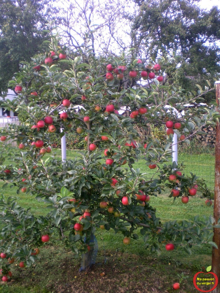 pommes initial avant la récolte