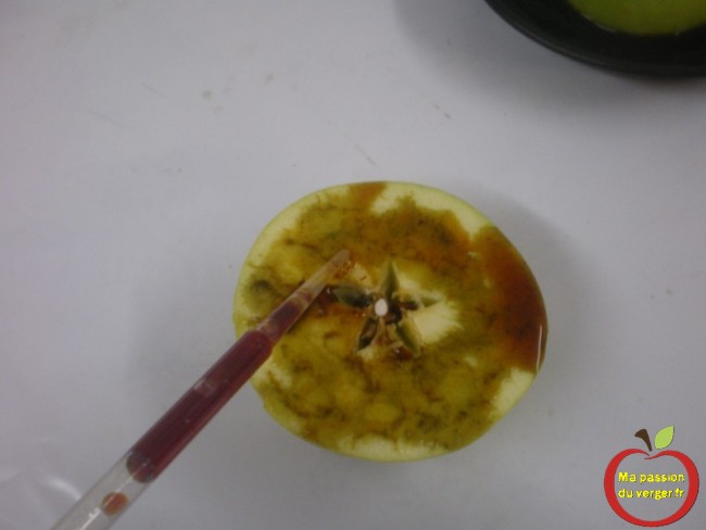 Une solution iodée, avec une pipette, permet de mesurer le taux d'amidon dans la poire 