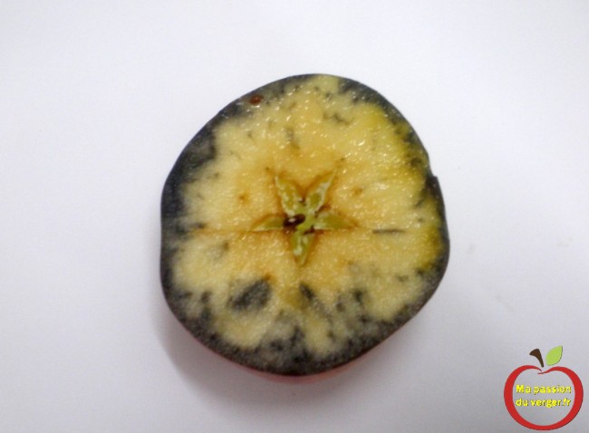 Pomme a consommer et a transformer rapidement, sinon diminution des qualités gustatives a ce stade.