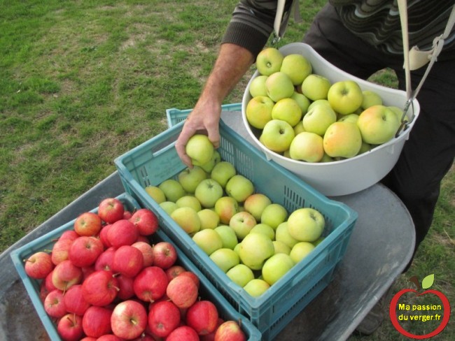 Panier de cueillette fruits Triangle pomme-Des belles pommes juteuses et bien sucrées, avec beaucoup de goût. 