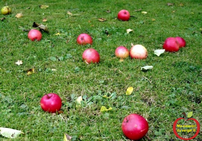 Eviter les pommes au sol, pour faire le test au iode.