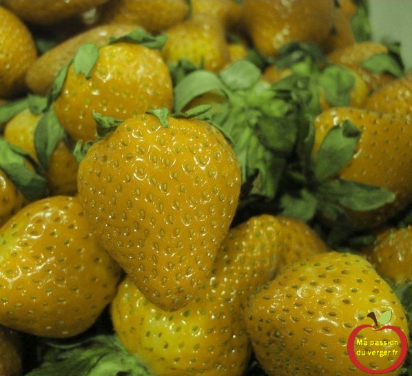 strawberry-seeds-yellow-wonder ou la fraise jaune