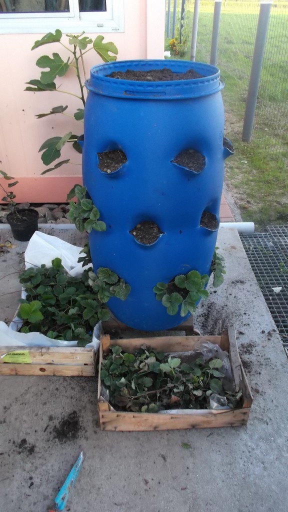 comment planter les fraisiers dans une tour à fraisiers avec des plants maison