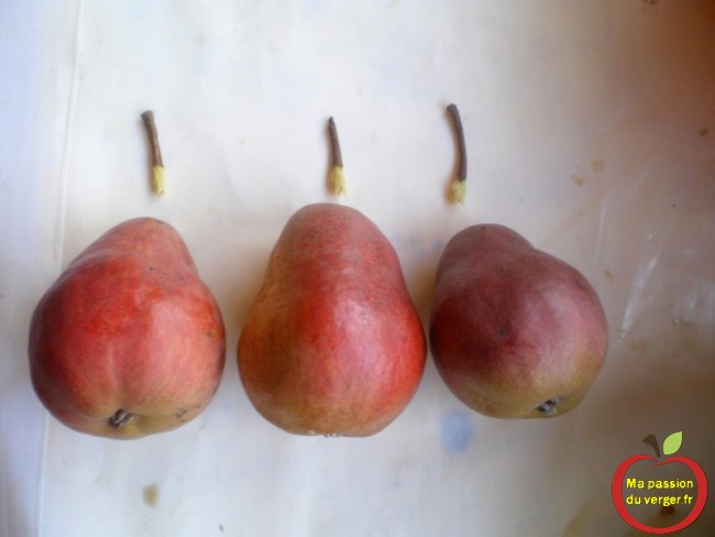 Trois pédoncules arrachés, donc trois poires arrivent à maturité, pour la consommation ou la transformation. 