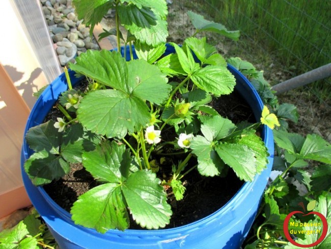plantation fraisier dans fût- tour à fraisiers- 