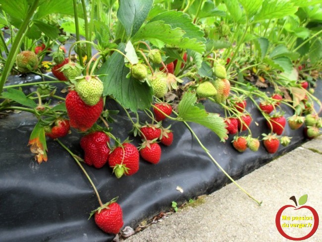Planter des fraisier sur bâche -quelle variete de fraise choisir pour jardin fraisiers rustique potager- fraisiers pour balcon- tour a fraisiers bio- - regrevudnoissapamegres 